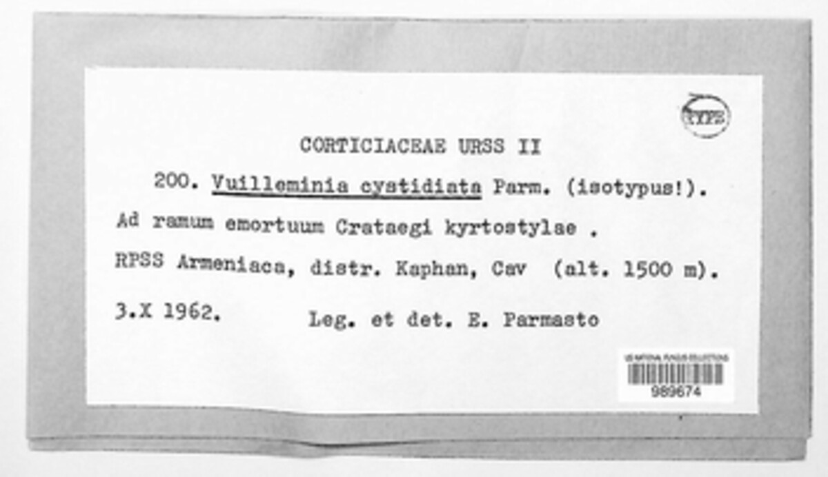 Vuilleminia cystidiata image